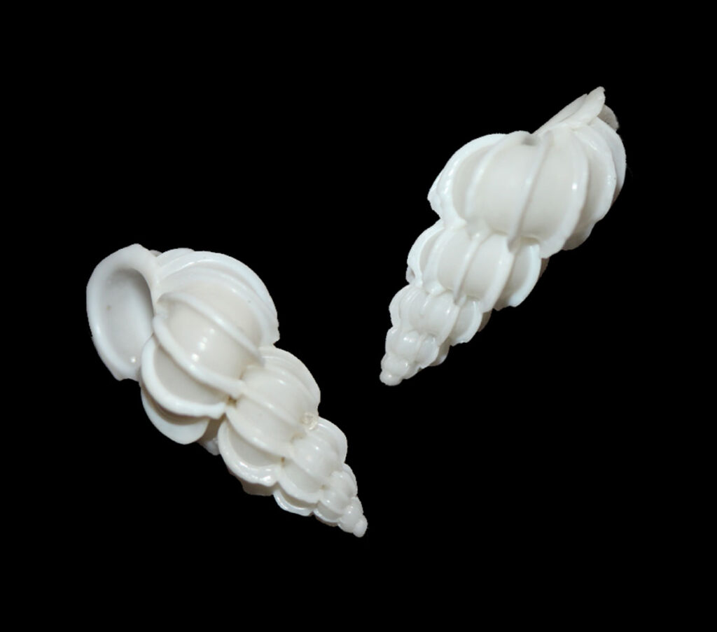 image: the angulate wentletrap shell.
